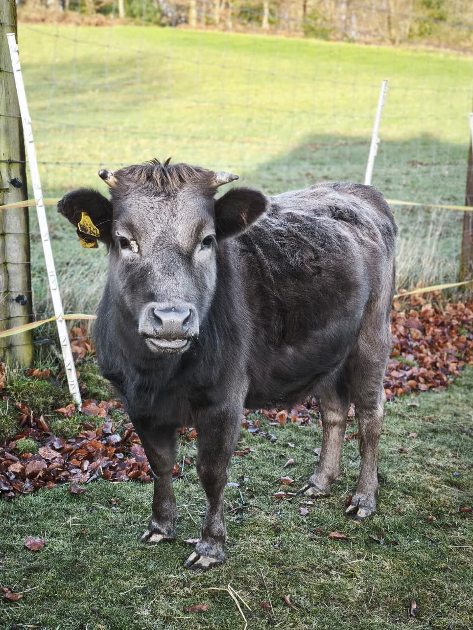 E. Patenschaft - Flora