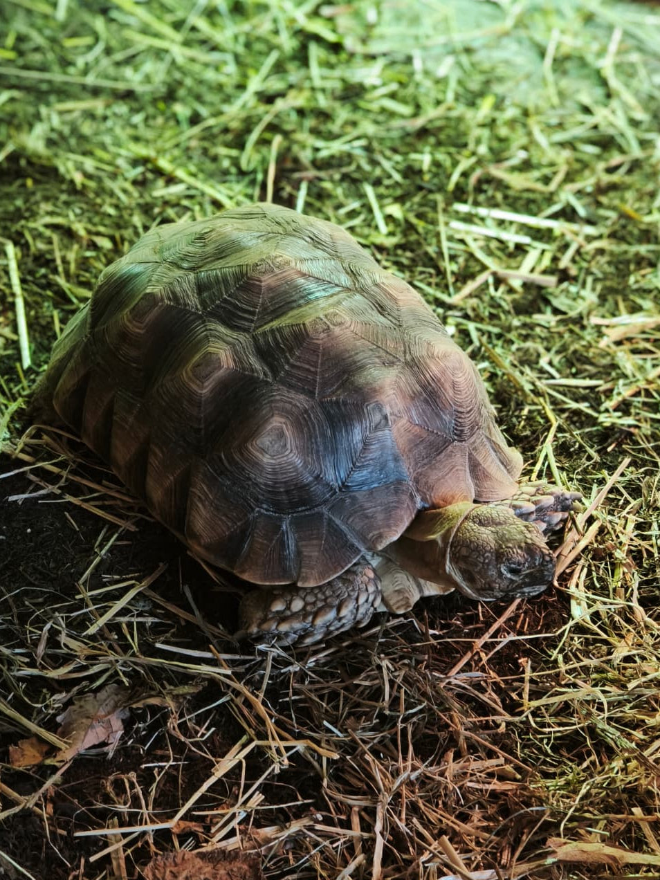 K. Patenschaft - Jupp