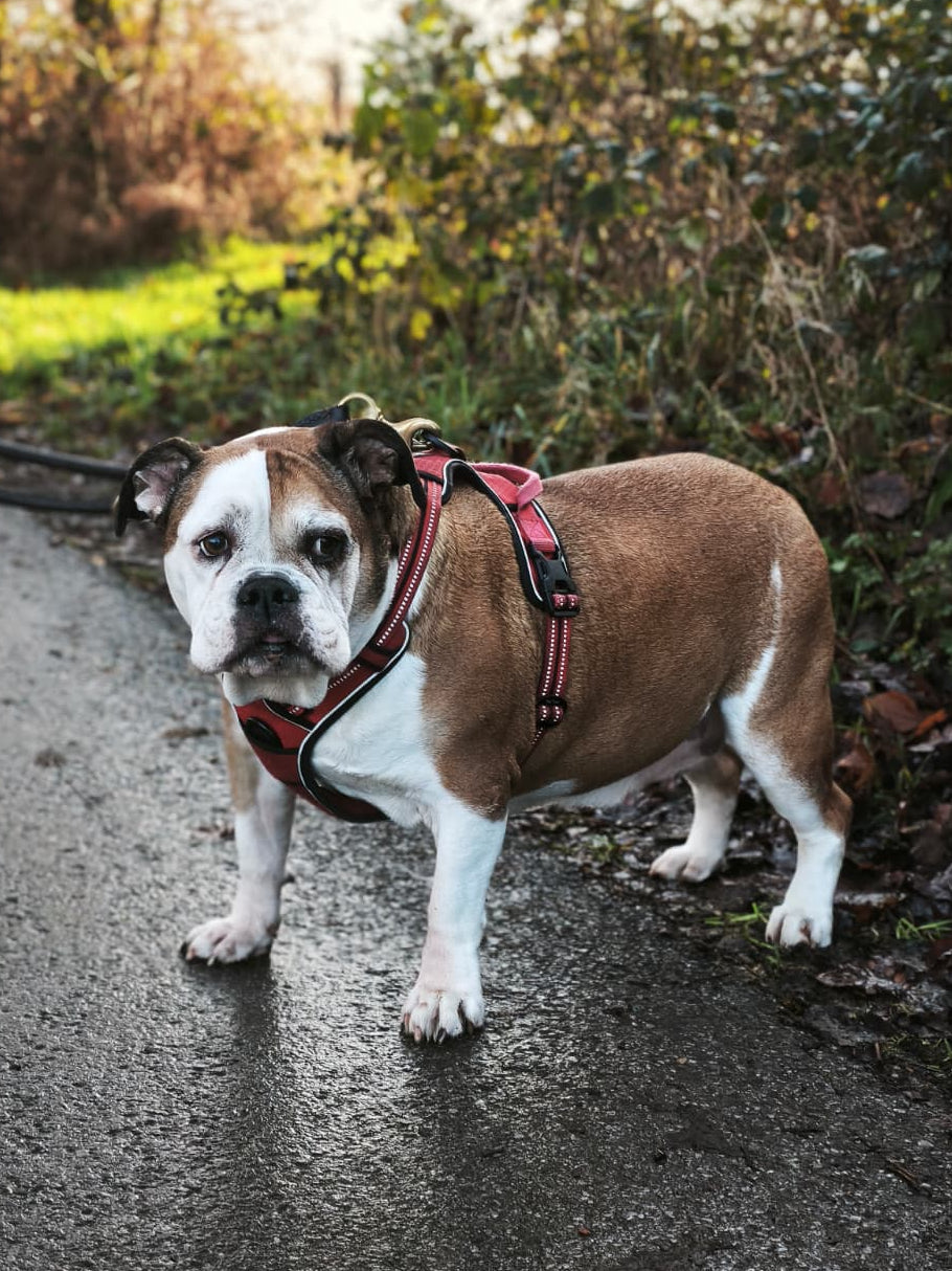 M. Patenschaft - Monsci