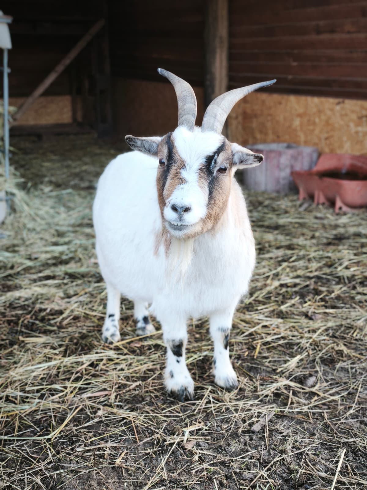 P. Patenschaft - Rita