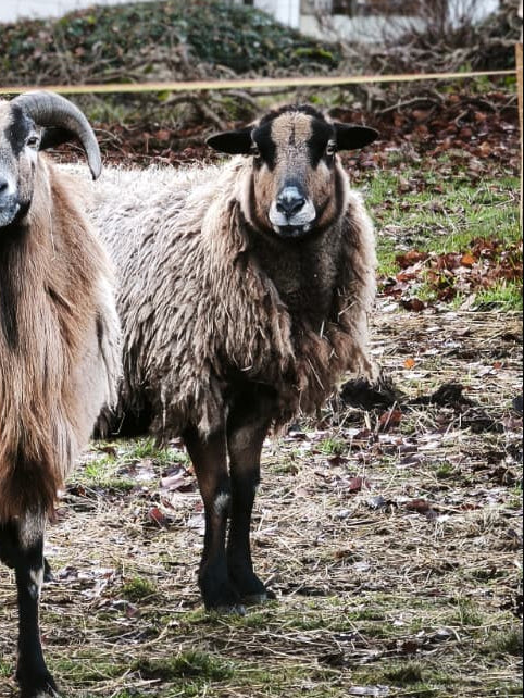 D. Patenschaft - Irmgard