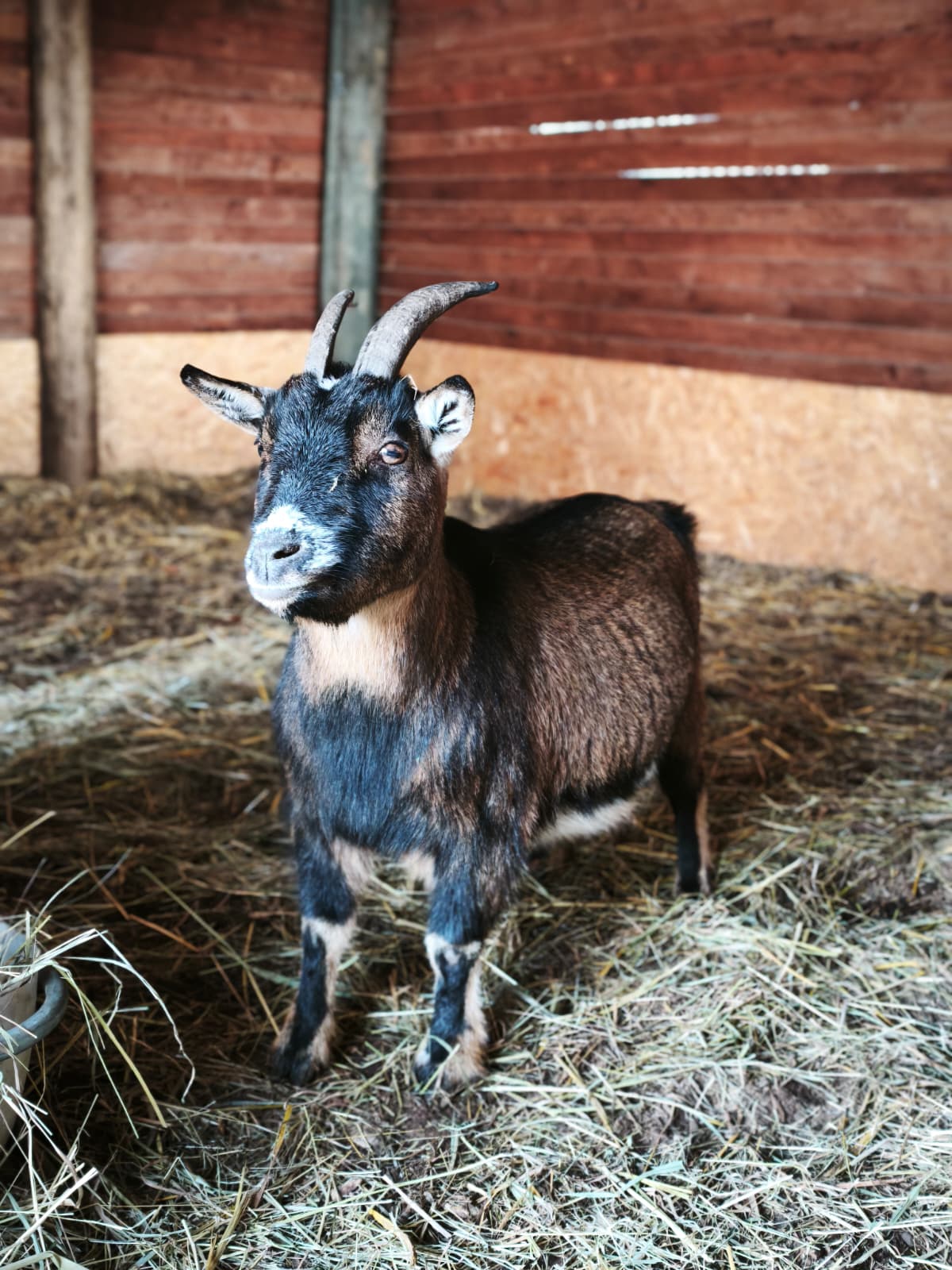 O. Patenschaft - Yoda