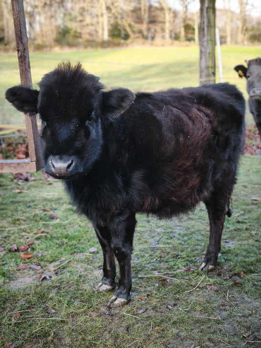 F. Patenschaft - Annette