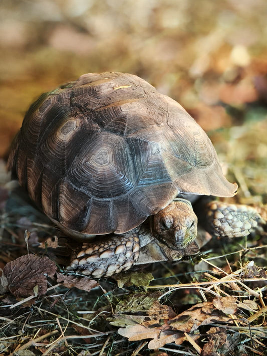 L. Patenschaft - Erna