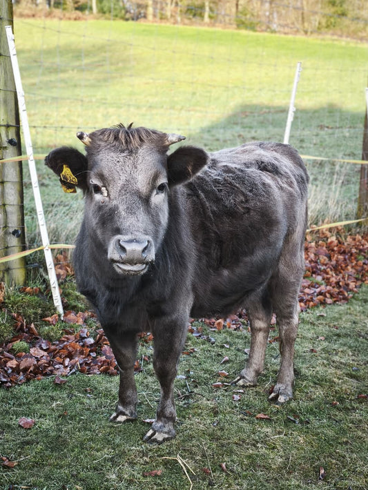 E. Patenschaft - Flora
