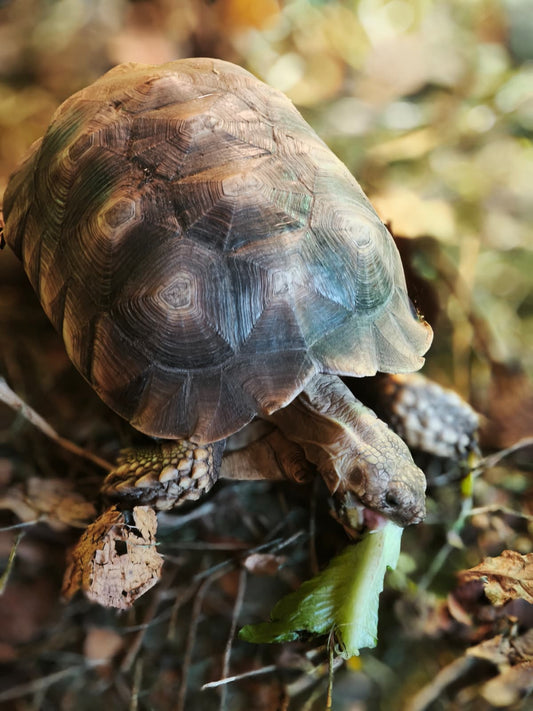 J. Patenschaft - Resi