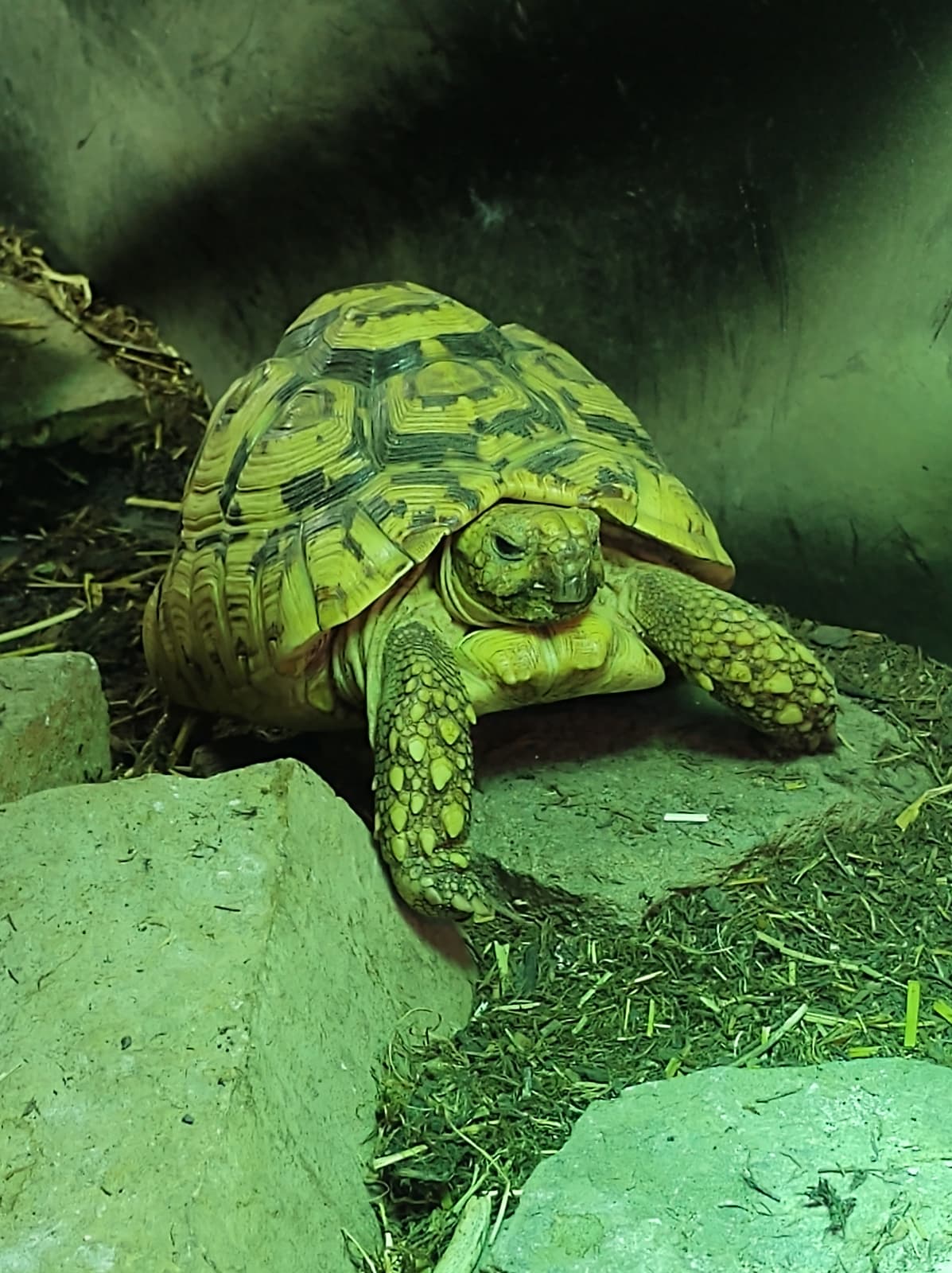 G. Patenschaft - Riensel