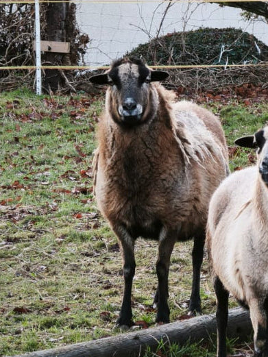 B. Patenschaft - Petra