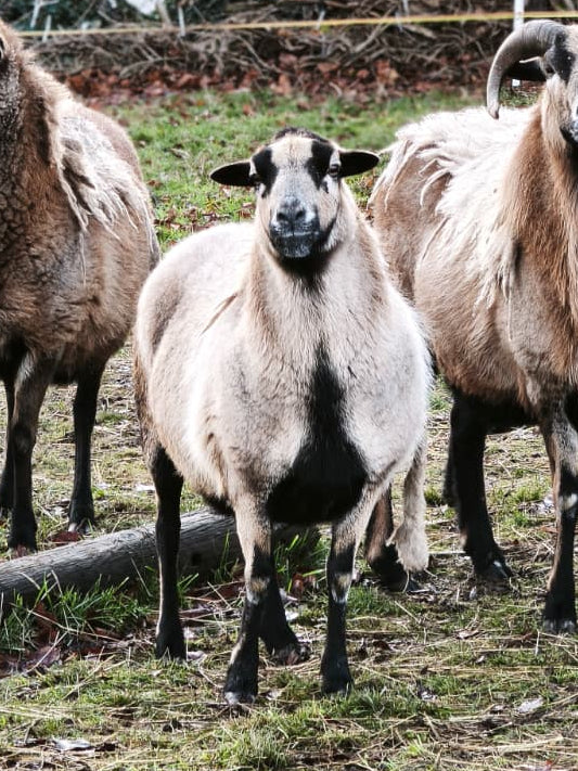 C. Patenschaft - Pepsi