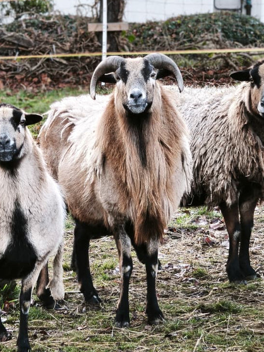 A. Patenschaft - Manni