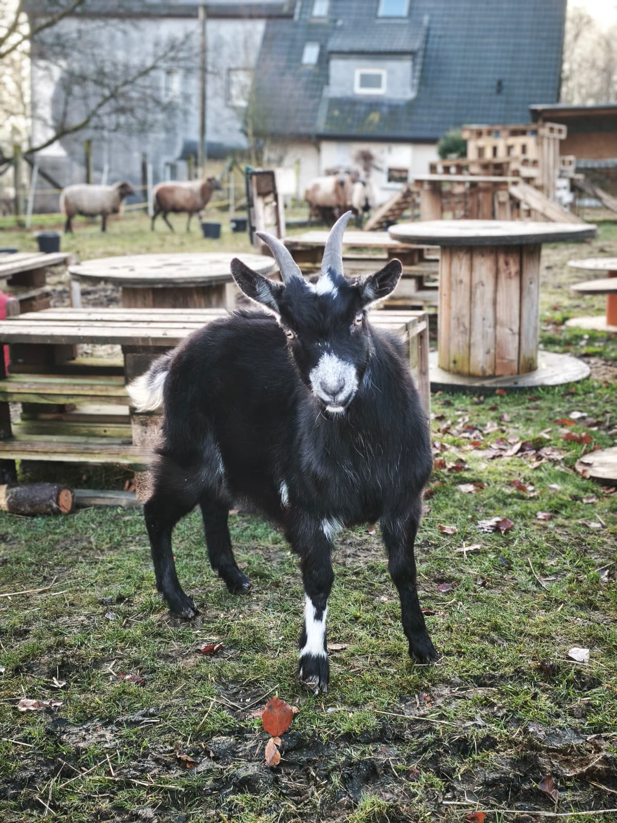 U. Patenschaft - Siggi
