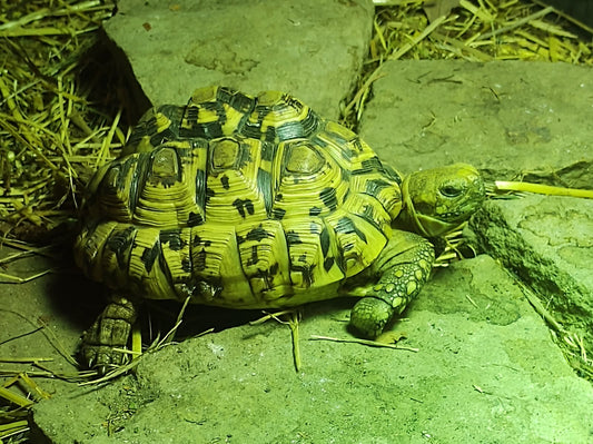 H. Patenschaft - Spike