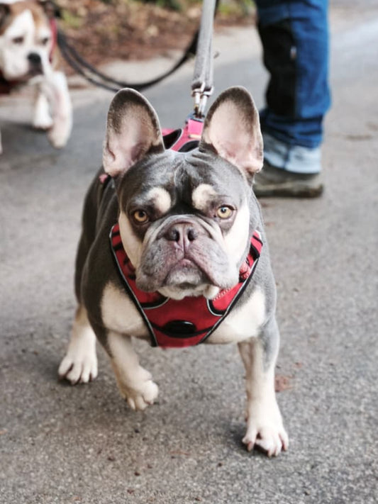 N. Patenschaft - Teddy