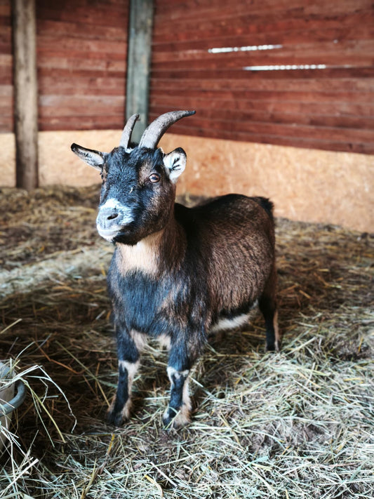 O. Patenschaft - Yoda